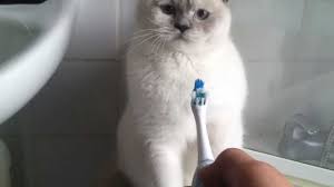 Résultat de recherche d'images pour "cat toothbrush gif"