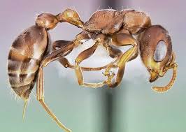 Image result for cut  buldog ant australia