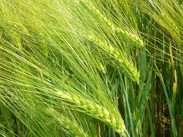 Image result for BARLEY