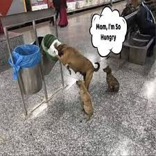 Pet's - Stray Dog Feeding Her Puppies No roof, no food — just a mother's will to protect. Her powerful story is in the first comment 👇 | Facebook
