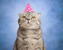 cat wearing a party hatの画像