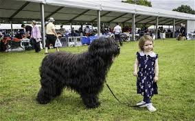 Image result for dog shows