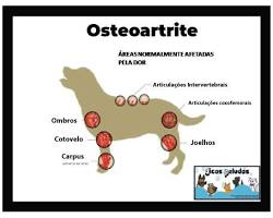 Imagem De Osteoartrite Em Cães