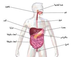 صورة المريء (جهاز هضمي)