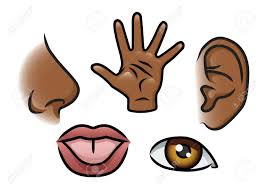 Image result for 5 senses clip art