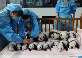 Image result for Thirteen panda babies, including six pairs of twins, presented in China