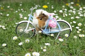 Image result for GUINEA PIGS