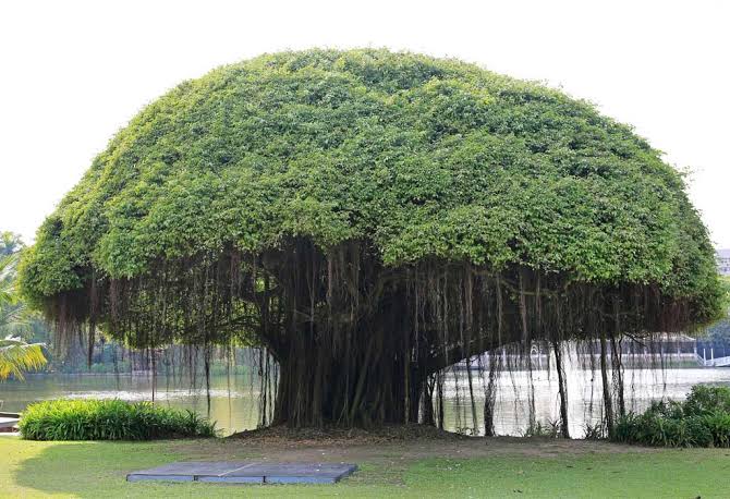 Essay On Banyan Tree In 10 Lines, Short And Long Format For Kids