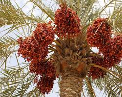 Dates fruit on tree