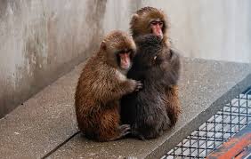 Punch the Monkey Finds Love: From Plushy to Real-Life Romance