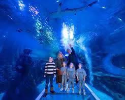 Imagem de National SEA LIFE Centre Birmingham