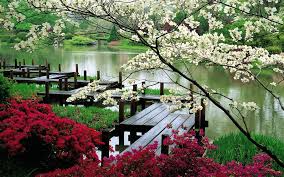 Resultado de imagem para jardins japoneses sakura