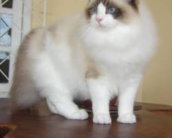 Ragdoll cat