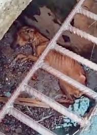 Tous contre la maltraitance des animaux