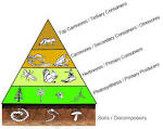 Trophic definition of trophic by Medical dictionary