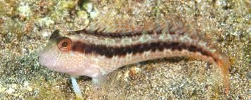 Nature Today - News update