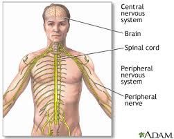 Resultado de imagen de our nervous system primary school