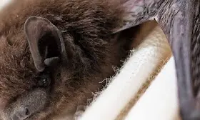 Michigan county confirms bat with rabies, more transmissions to come