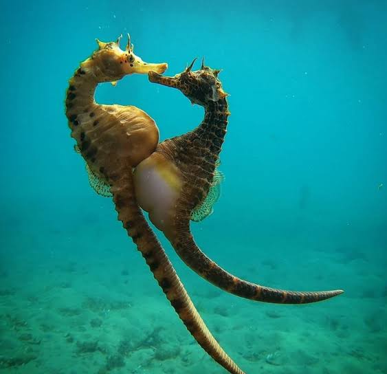 Seahorses: The Delicate Icons of the Underwater World
