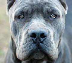 Výsledek obrázku pro cane corso