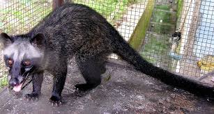 Image result for MUSANG CONGKOK
