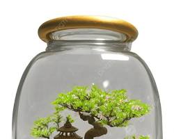 Image of Cherry blossom bonsai tree in a terrarium