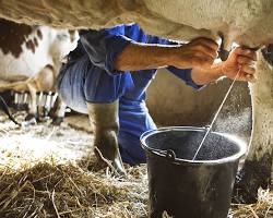 Image of Milking a dairy cow