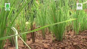 Image result for ramacham