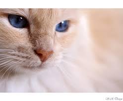 Bildergebnis für weiße katze mit blauen augen