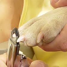 Resultado de imagem para As unhas dos gatos: o que fazer com elas?