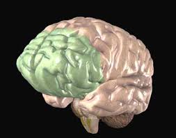 images?q=tbn:ANd9GcRFC2wCAzVNuv2ewhAgSzFHBdWormgHGfCpQFNSKmOkU7_dHn6lQw