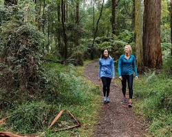 Image of Dandenong Ranges National Park