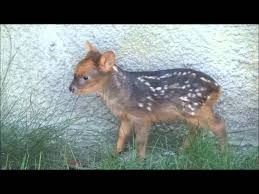 Résultat de recherche d'images pour "pudu"