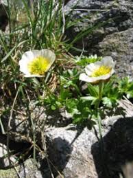 Buttercups - Wikiquote via Relatably.com