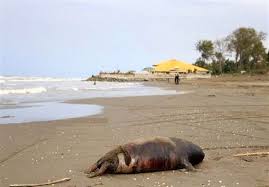 مرگ یک قلاده فوک خزری دیگر