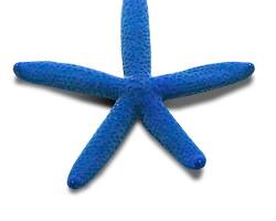 Image of Linckia starfish (animal)