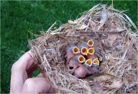 Image result for brown headed cowbird eggs
