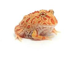クランウェルツノガエルの画像
