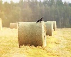 Image of Crows in an agricultural area
