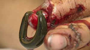 Résultat de recherche d'images pour 