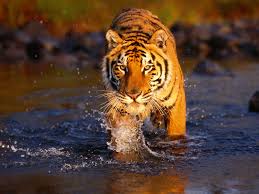 Image result for hd wallpapers