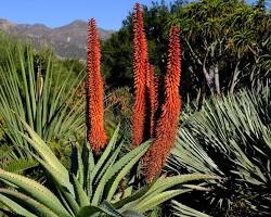 Immagine di Aloe ferox plant