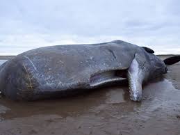 Dead Sperm Whale Washes Ashore With Over 60 Pounds Of ...