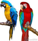 Pictures of 2 parrots talking to people <?=substr(md5('https://encrypted-tbn1.gstatic.com/images?q=tbn:ANd9GcRFcJsJf8lgnHwEiH0Wat7HbcHVY-VsS_vIrLxDUwFCReD70_NoY82EtSppbg'), 0, 7); ?>