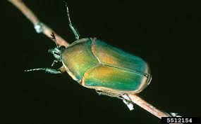 Résultat de recherche d'images pour "metallic green fig beetle"