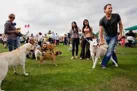 Image result for dog shows