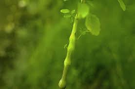 Image result for jewelweed