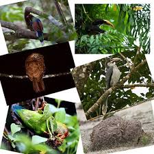Image result for sinharaja forest details sinhala