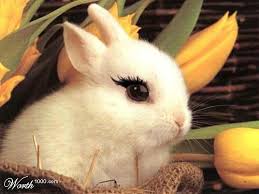 Resultado de imagen para imagenes cute