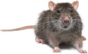 Résultat de recherche d'images pour "rat image"
